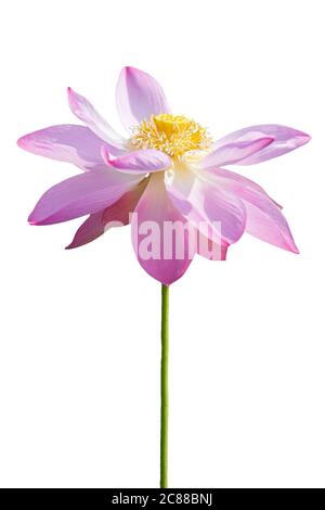 Fleur rose de lotus en fleur isolée sur fond blanc avec un chemin de coupure. Banque D'Images