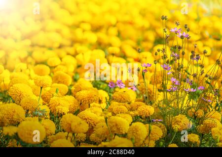 Les fleurs de Cosmos violet vif et de Chrysanthemums jaune sont en fleur l'été ensoleillé. Concentrez-vous sur le Cosmos violet. Banque D'Images