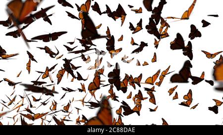 Groupe de papillons monarques, le essaim de Danaus plexippus isolé sur fond blanc Banque D'Images