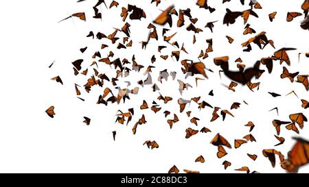 Groupe de papillons monarques, le essaim de Danaus plexippus isolé sur fond blanc Banque D'Images