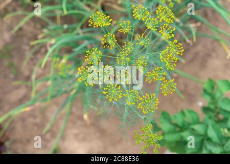 fleurs aneth en gros plan, vue du dessus. plante verte avec fleurs jaunes Banque D'Images