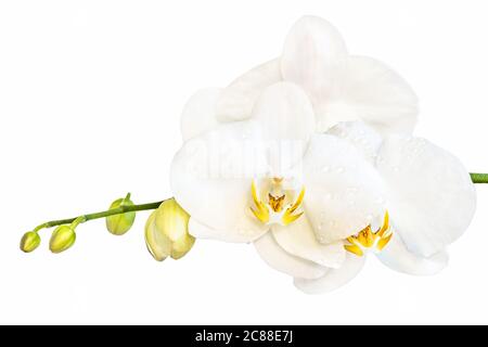 Belle fleur blanche d'orchidée de phalaenopsis, connue sous le nom de papillons en fleurs, sur fond blanc. Banque D'Images