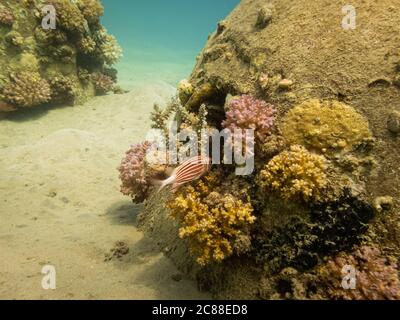 Un écureuil rayé rouge et blanc, Sargocentron xantherythrum dans un magnifique récif de corail de la mer Rouge près de Hurghada, en Égypte Banque D'Images