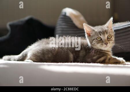 Chaton British Shorthair Banque D'Images