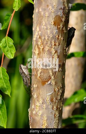 Cigadas dans le pueblo de Comares, Axarquia, Malaga, Andalousie, Costa del sol, Espagne Banque D'Images