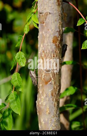 Cigadas dans le pueblo de Comares, Axarquia, Malaga, Andalousie, Costa del sol, Espagne Banque D'Images