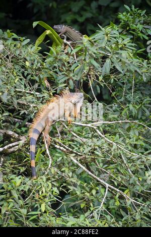 Iguana vert (iguana iguana) mâle et femelle perchée sur l'arbre. Puerto Viejo. Province de Heredia. Costa Rica. Banque D'Images