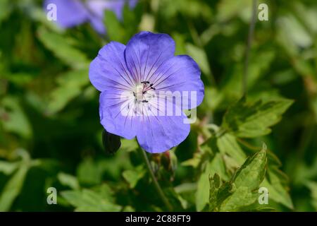 Géranium cranbill bleu carnesbill fleur Banque D'Images