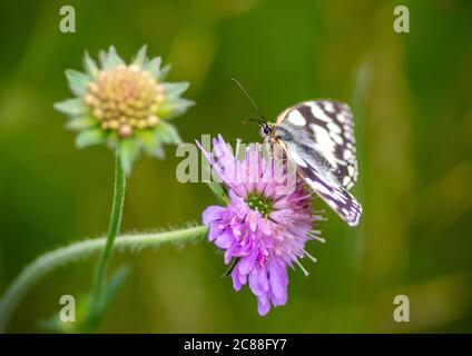 Le blanc marbré (Melanargia galathea) est un papillon noir et blanc distinctif et attrayant. Sur une fleur pourpre avec fond vert Uni. Banque D'Images