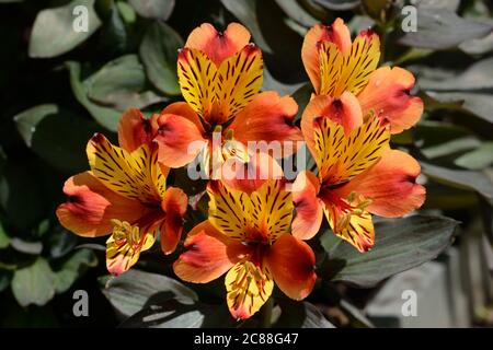 Alstroemeria été indien coloré brûlé des fleurs orange et jaune Banque D'Images