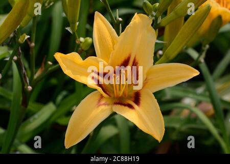 Hemerocallis Bonanza fleurs jaunes dorées parfumées à la lumière du jour Banque D'Images