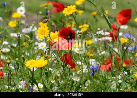 Coquelicots maïs marigold, fleur de maïs et com camomille plantées sur des fleurs le bord d'un sentier Banque D'Images