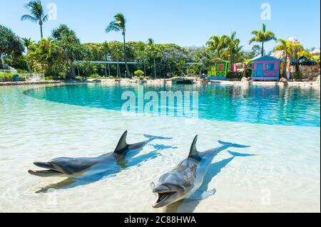 Deux dauphins attendent en premier plan, attendant patiemment le début du spectacle de dauphins Sea World à Surfers Paradise, Queensland, Australie. Banque D'Images