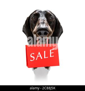 chien de saucisse de dachshund avec sacs de shopping prêts à la réduction et à la vente au centre commercial, isolé sur fond blanc Banque D'Images