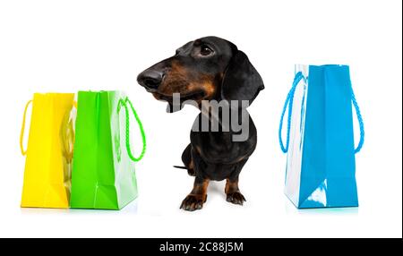 chien de saucisse de dachshund avec sacs de shopping prêts à la réduction et à la vente au centre commercial, isolé sur fond blanc Banque D'Images