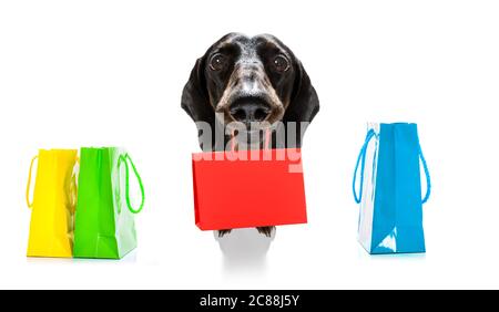 chien de saucisse de dachshund avec sacs de shopping prêts à la réduction et à la vente au centre commercial, isolé sur fond blanc Banque D'Images