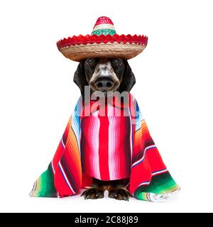 amusant mariachi mexicain dachshund saucisse chien portant un chapeau de sombrero et poncho rouge, isolé sur fond blanc Banque D'Images