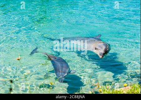 Mère et dauphin de veau flottent ensemble dans les eaux peu profondes de la Gold Coast dans le Queensland, en Australie Banque D'Images