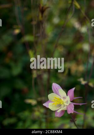 Violet bleu bleuet aquilegia, columbine, bassin versant. Fond d'herbe de printemps verte dans le jardin Banque D'Images