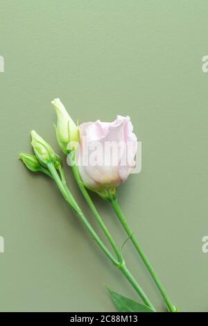 Petit bouquet de roses fragiles sur fond vert clair rugueux. Peu de roses aux couleurs pastel sur fond vert. Fleurs pour mariage, anniversaire, Saint-Valentin Banque D'Images