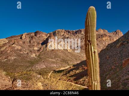 Saguaro à Horse Mesa dans les montagnes Superstition, vue depuis Apache Trail, Arizona, États-Unis Banque D'Images