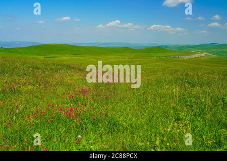 Magnifique paysage de fleurs de prairie sur les pentes vertes d'Elbrus dans la région du Caucase du Nord d'Elbrus. Ciel bleu avec nuages blancs. Banque D'Images