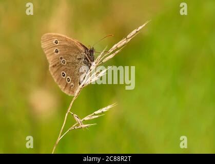 Un papillon de ringlet (Aphantopus hyperantus) sur l'herbe de prairie, Warwickshire Banque D'Images