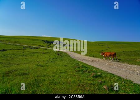 Vaches sur une belle Mada verte au Nord Caucase, région d'Elbrus, Russie Banque D'Images