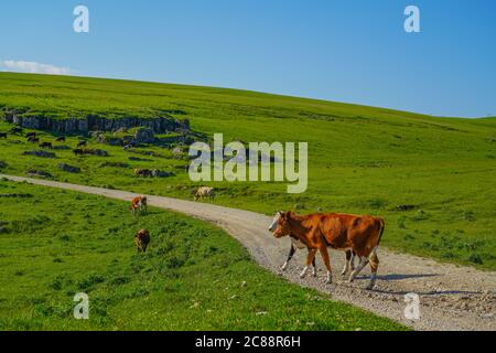 Vaches sur une belle Mada verte au Nord Caucase, région d'Elbrus, Russie Banque D'Images