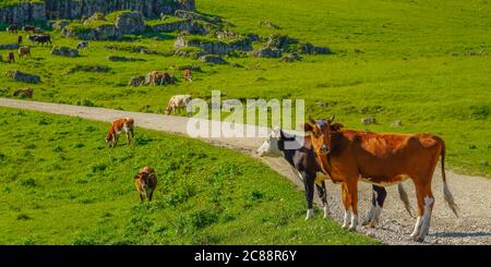 Vaches sur une belle Mada verte au Nord Caucase, région d'Elbrus, Russie, Panorama Banque D'Images