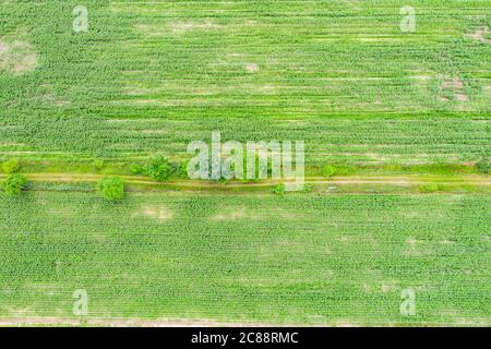 Image verte abstraite des lignes diagonales de différentes cultures au champ au début de l'été, tirer à partir de drone directement au-dessus du sol Banque D'Images