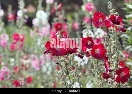 Des hollyhocks colorés, ou 'Alcea' en fleur pendant les mois d'été Banque D'Images