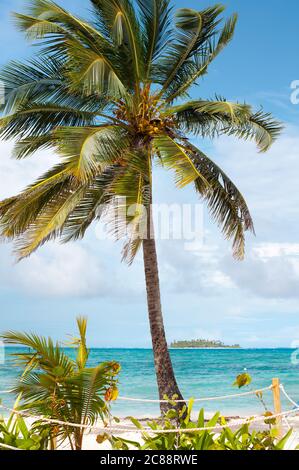 Palmier à la plage principale de l'île de San Andres et Johnny Cay à l'arrière, Colombie, Amérique du Sud Banque D'Images