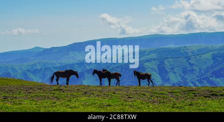 Chevaux à une rivière dans la région d'Elbrus, le temps d'une journée ensoleillée d'été. Nord Caucase, Russie Banque D'Images