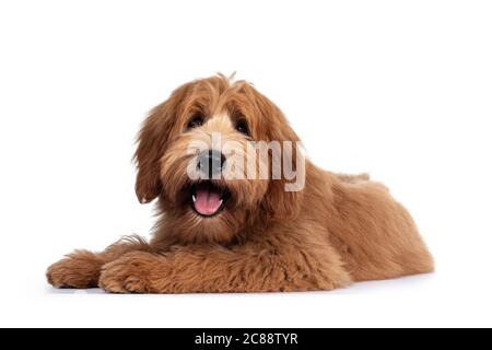 Mignon rouge / abricot chien de Cobberdog australien / Labrador chien pup, en position de côté. Bouche ouverte, langue rose sortie. Isolé sur fond blanc. Banque D'Images