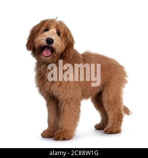 Mignon rouge / abricot chien de Cobberdog australien / Labrador chien pup, debout des voies latérales. Regarder la caméra, la bouche ouverte et la langue vers l'extérieur. Isolé sur bac blanc Banque D'Images