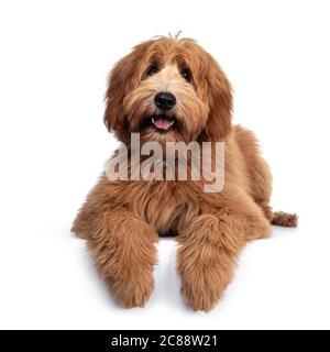 Mignon rouge / abricot chien de Cobberdog australien / Labrador chien pup, en position de pose face à l'avant. Bouche ouverte, langue rose sortie. Isolé sur fond blanc. PA Banque D'Images