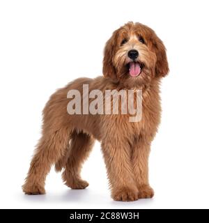 Mignon rouge / abricot chien de Cobberdog australien / Labrador chien pup, debout des voies latérales. Regarder la caméra, la bouche ouverte et la langue vers l'extérieur. Isolé sur bac blanc Banque D'Images