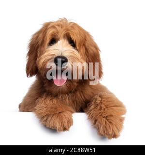 Mignon rouge / abricot chien de Cobberdog australien / Labrador chien pup, en position de pose face à l'avant. Bouche ouverte, langue rose sortie. Isolé sur fond blanc. PA Banque D'Images