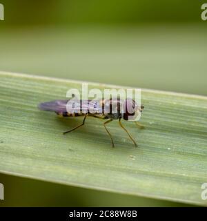 Image macro de la mouche de Marmalade (Episyrphus balteatus) Banque D'Images