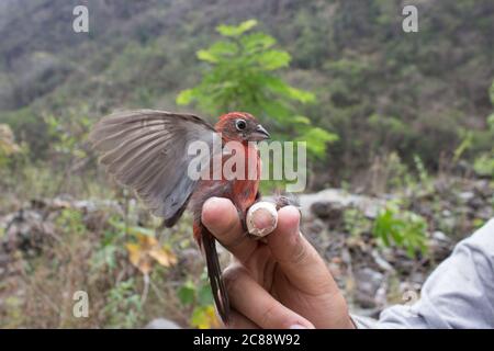 Petit oiseau de tanager argenté (ramphocelus carbo), allongé dans la main d'une personne, Amazone Jungle, Madre de Dios, Puerto Maldonado, Pérou Banque D'Images