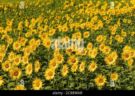 Gros plan des tournesols dans un champ de tournesol à Mauds Heath, Kellaways, Wiltshire, Angleterre, Royaume-Uni Banque D'Images