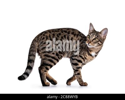 Mignon jeune Savannah F7 chat, marche côté voies regardant par-dessus l'épaule à côté de l'appareil photo avec les yeux verts / jaunes. Isolé sur un fond blanc. Banque D'Images