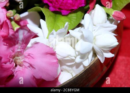 blanc jasmin fleur décor fond avec des fleurs roses sur rouge. Banque D'Images