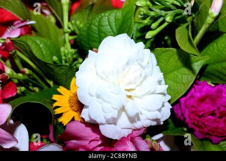 fleur de printemps décor avec fleurs colorées sur fond rouge. Banque D'Images