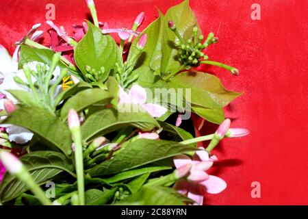 fleur de printemps décor avec fleurs colorées sur fond rouge. Banque D'Images