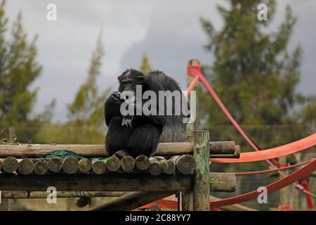 Chimpanzés adultes (Pan troglodytes) à Chimp Haven, parc du Lion de Drakenstein, Klapmuts, Afrique du Sud. Banque D'Images