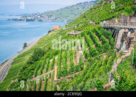 Vue sur les vignobles en terrasse de Lavaux abrupts au-dessus du lac de Genève à Dezaley Lavaux Vaud Suisse Banque D'Images