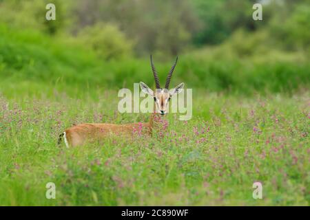 Image d'une antilope de gazelle indienne aussi appelée Chinkara avec belles cornes pointues au milieu de l'herbe verte et des fleurs sauvages Au Rajasthan Inde Banque D'Images