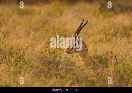 Une antilope de gazelle indienne a également appelé Chinkara avec grand long cornes pointues debout seul sous le soleil du soir et au milieu herbe sèche Banque D'Images